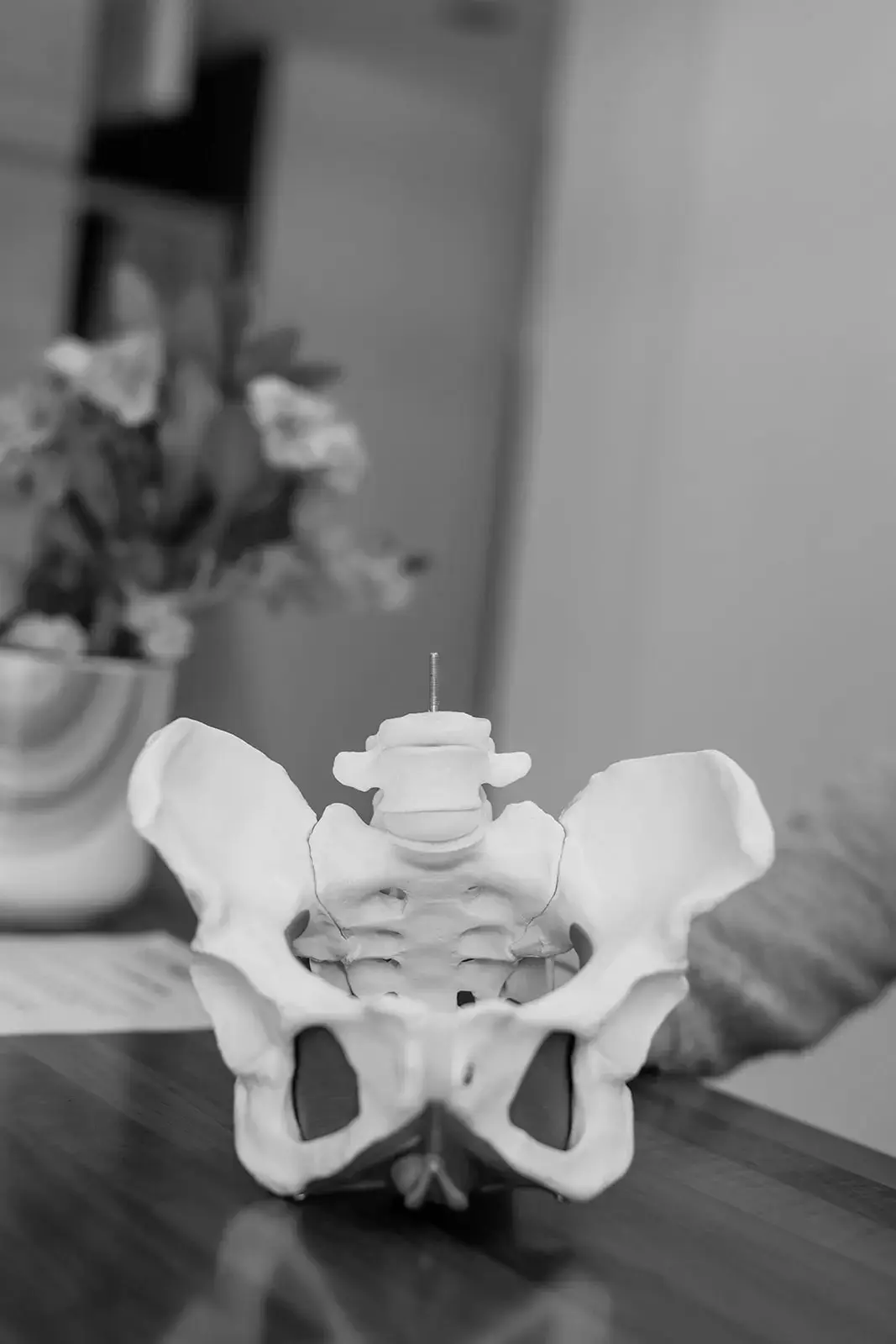 Pelvic Model Display